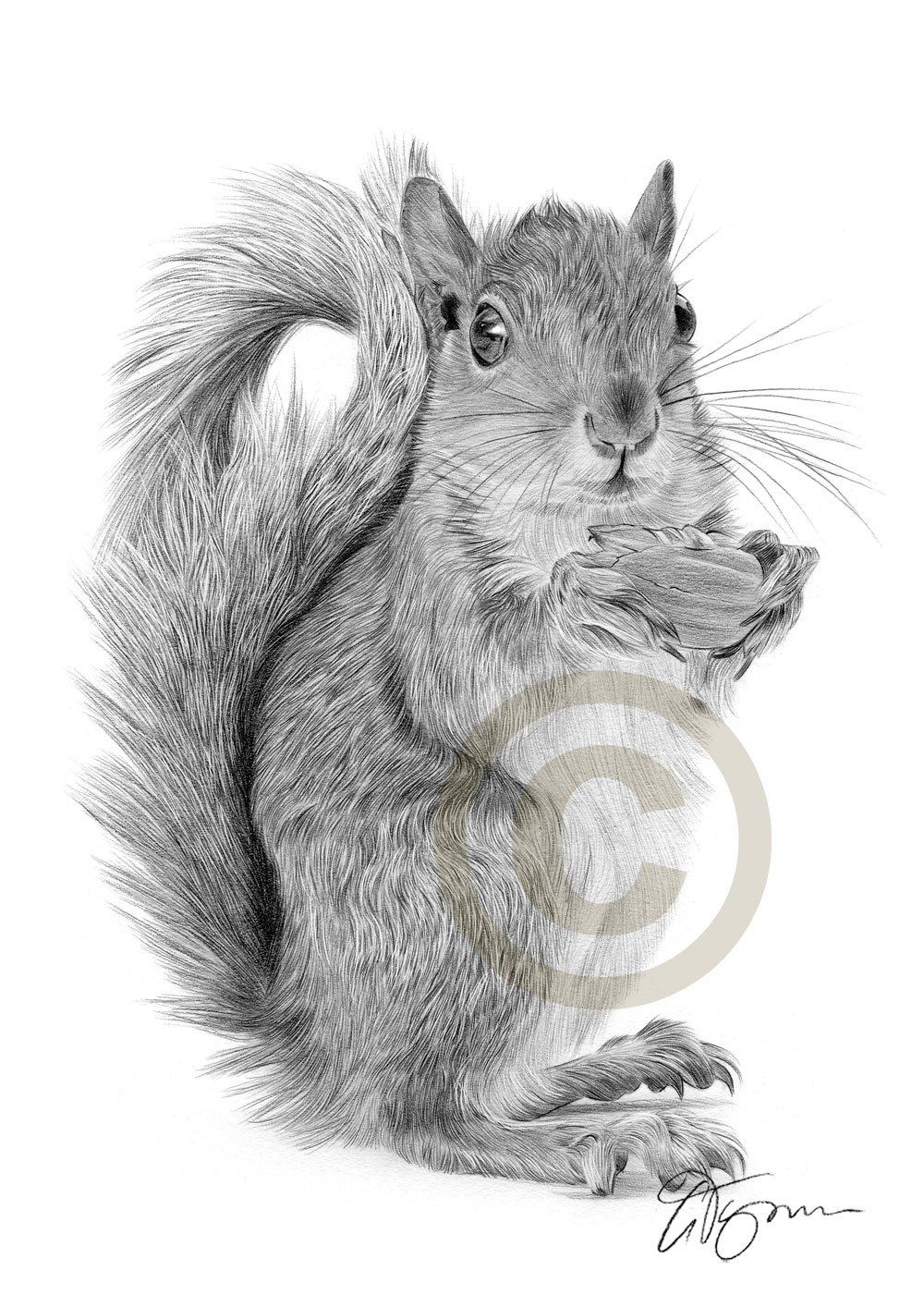 1000x1414 Red Squirrel Pencil Drawing Print A4 Only Signed By Artist Gary - Squirrel Pencil Sketch