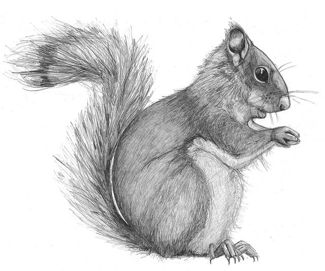 640x534 Squirrel Pencil Drawings Drawings, Pencil Drawings - Squirrel Pencil Sketch