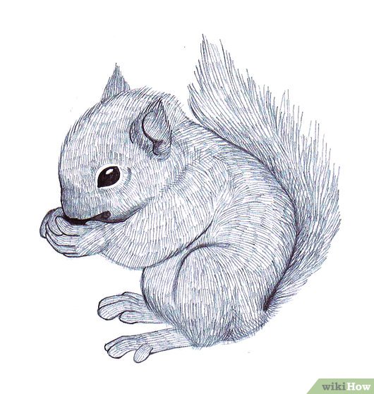 530x559 4 Easy Ways To Draw A Squirrel (With Pictures) - Squirrel Pencil Sketch