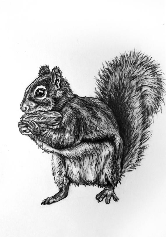 570x815 Squirrel Pencil Drawing 80 Etsy - Squirrel Pencil Sketch