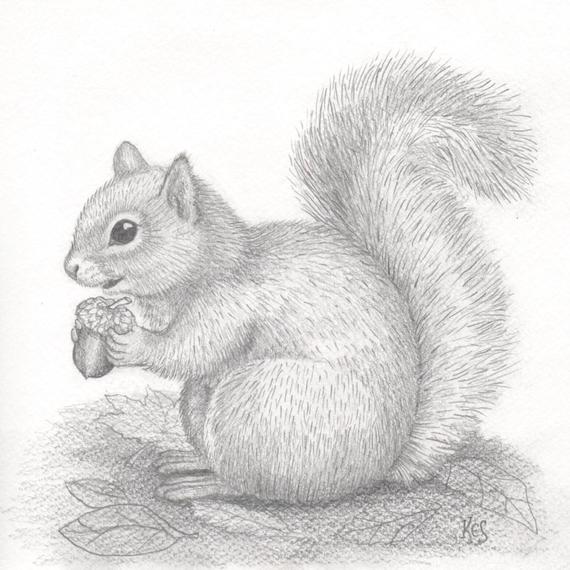 Squirrel Pencil Sketch at PaintingValley.com | Explore collection of ...