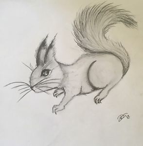 294x300 Wildlife Pencil Drawing Squirrel Ebay - Squirrel Pencil Sketch