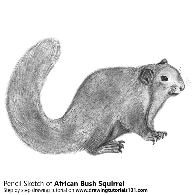 800x800 African Bush Squirrel Pencil Drawing - Squirrel Pencil Sketch