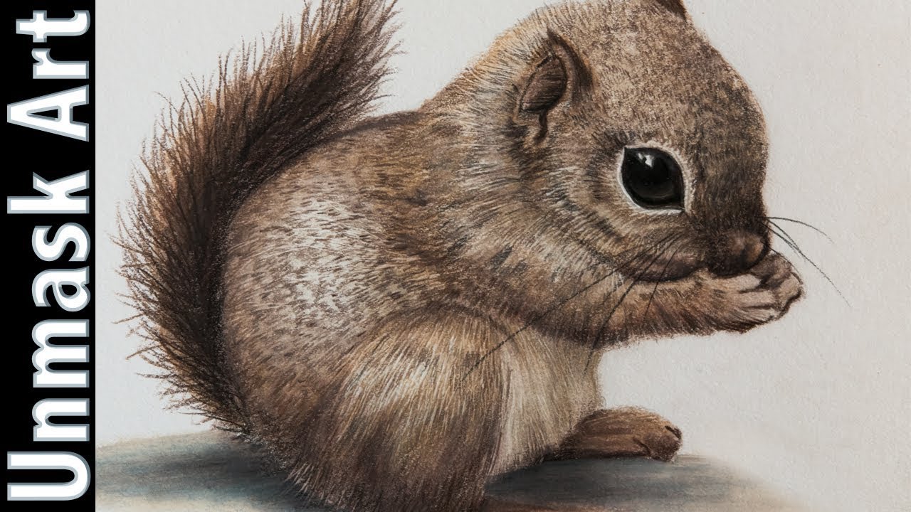 1280x720 Baby Squirrel Colored Pencil Drawing Time Lapse - Squirrel Pencil Sketch