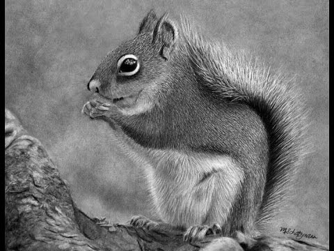 480x360 Drawing A Squirrel In Graphite Pencil - Squirrel Pencil Sketch