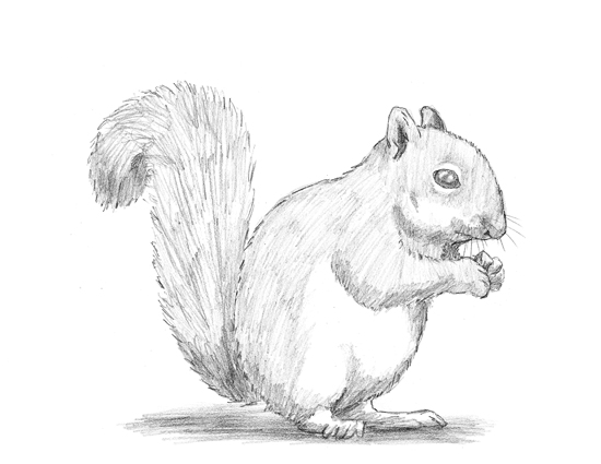 550x425 How To Draw A Squirrel - Squirrel Sketch