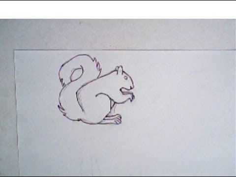 480x360 How To Draw A Squirrel (Simple Drawing) - Squirrel Sketch