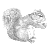 Squirrel Sketch at PaintingValley.com | Explore collection of Squirrel ...