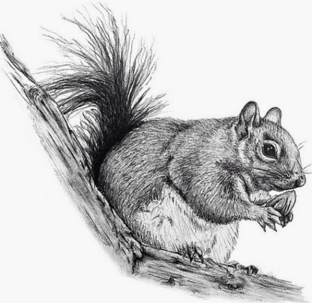 640x622 Madmag Maniaz Squirrel Sketch By Carly - Squirrel Sketch