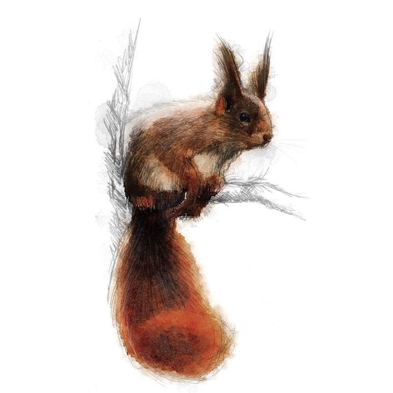 570x570 Red Squirrel Sketch Limited Edition Fine Art Print From Etsy - Squirrel Sketch