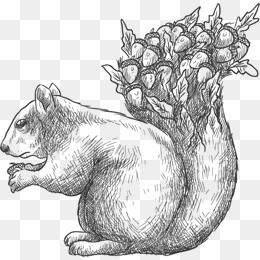 260x260 Sketch Squirrel Png Images Vectors And Psd Files Free Download - Squirrel Sketch