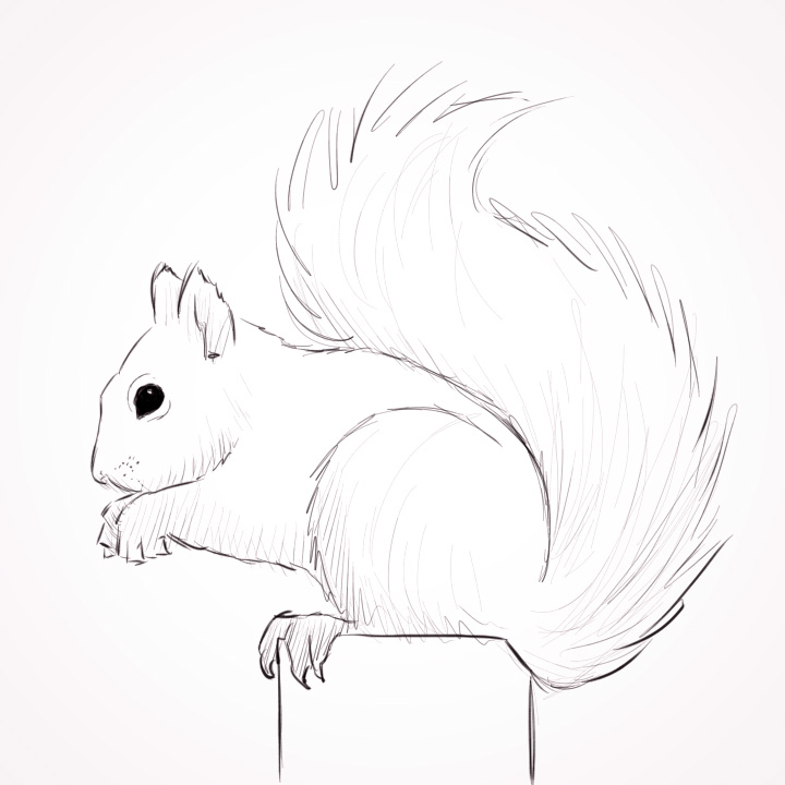 720x720 Squirrel Sketch Drawing Skill - Squirrel Sketch