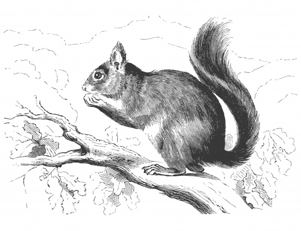 615x473 Squirrel Sketch Free Stock Photo - Squirrel Sketch