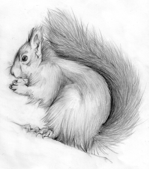 508x575 Squirrel Sketch - Squirrel Sketch