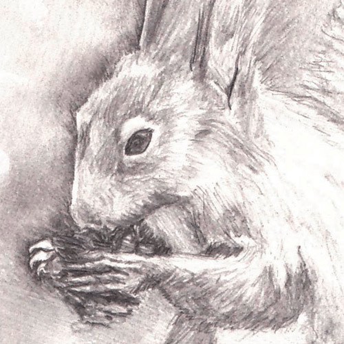 500x500 Squirrel Sketch Meding - Squirrel Sketch