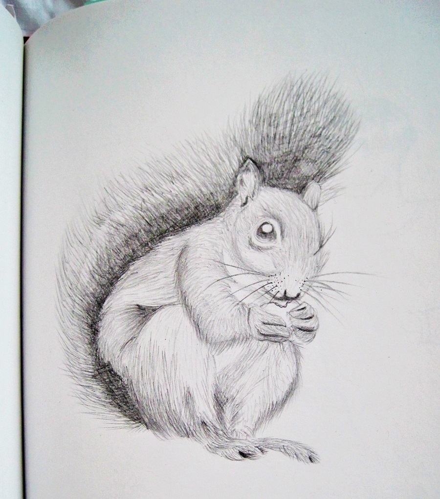 900x1021 Squirrel Sketch Handmade Habit - Squirrel Sketch