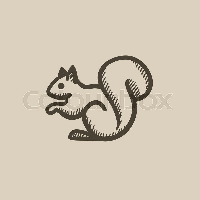 800x800 Squirrel Vector Sketch Icon Isolated On Background. Hand Drawn - Squirrel Sketch