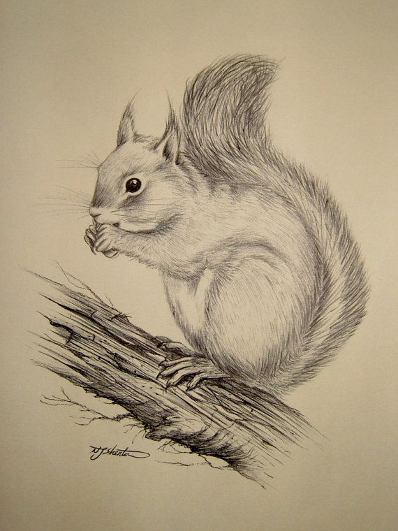 570x760 Vintage Ink Sketch Drawing Of A Squirrel By Queensparkvintage - Squirrel Sketch