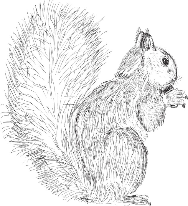 638x700 Single Squirrel Sketch Isolated On White Sticker We - Squirrel Sketch