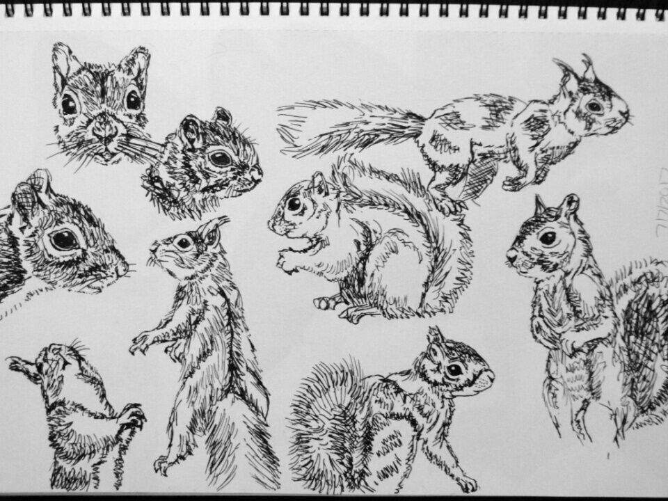 Squirrel Sketch at PaintingValley.com | Explore collection of Squirrel ...