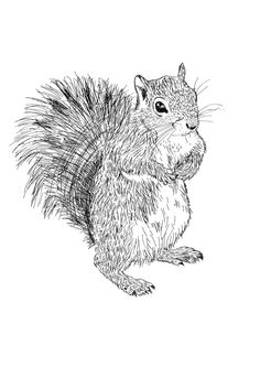 236x333 How To Draw A Squirrel Learn To Draw Drawings - Squirrel Sketch