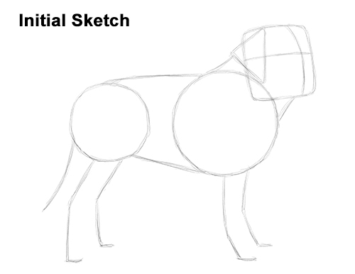 500x386 How To Draw A St. Bernard Dog - St Bernard Sketch
