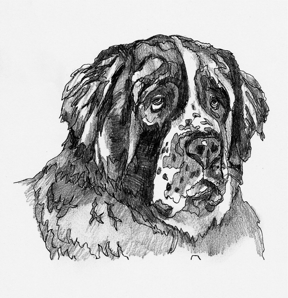 1000x1034 Partnerlessons - St Bernard Sketch