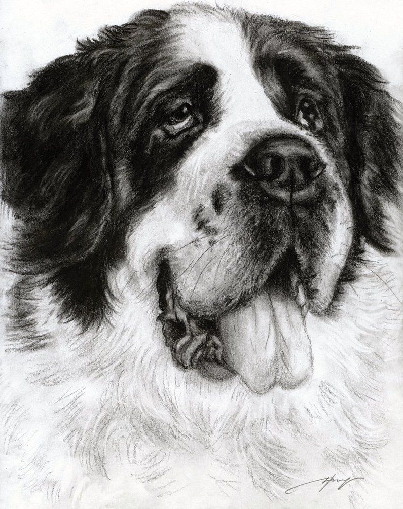 795x1004 Saint Bernard By Danguole Dog Art Various Artists - St Bernard Sketch