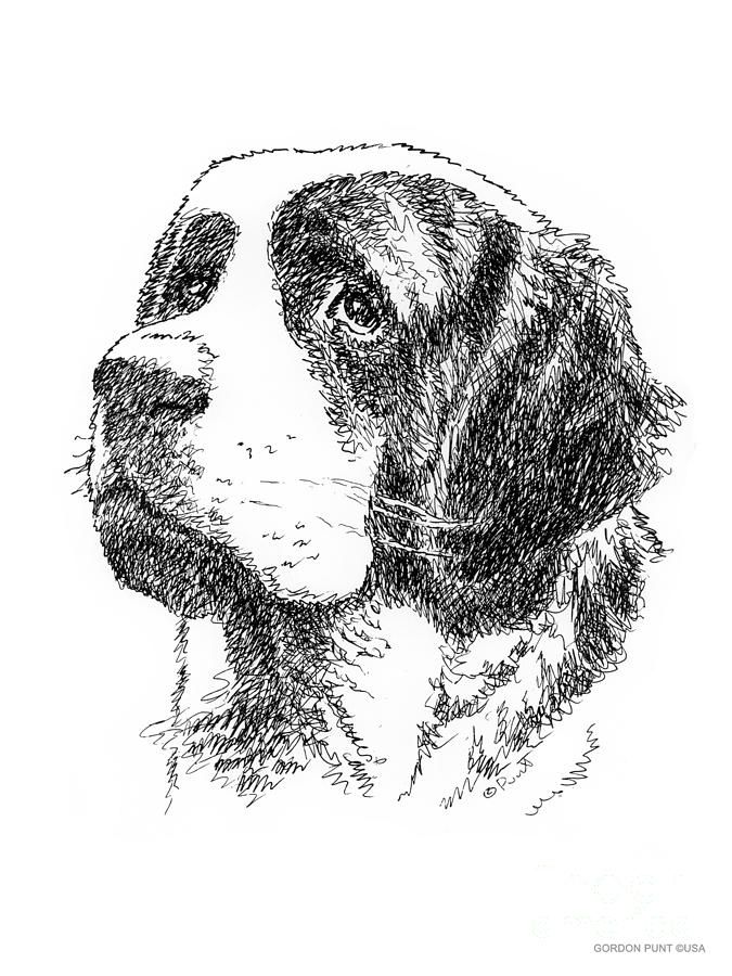 675x900 Saint Bernard Drawing Drawing - St Bernard Sketch