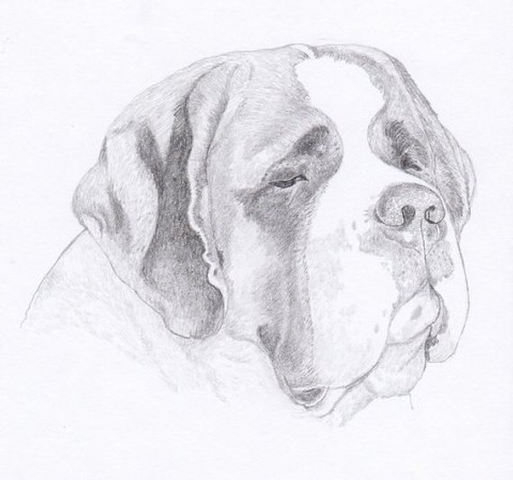 570x533 St Bernard Signed Personalized Original Pencil Drawing Double Etsy - St Bernard Sketch