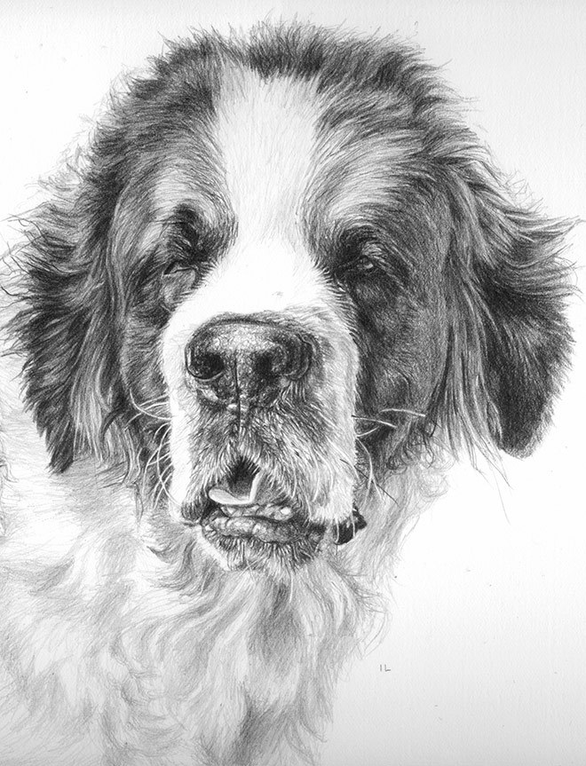 660x863 St Bernard Dog Portrait True Image Fine Art - St Bernard Sketch
