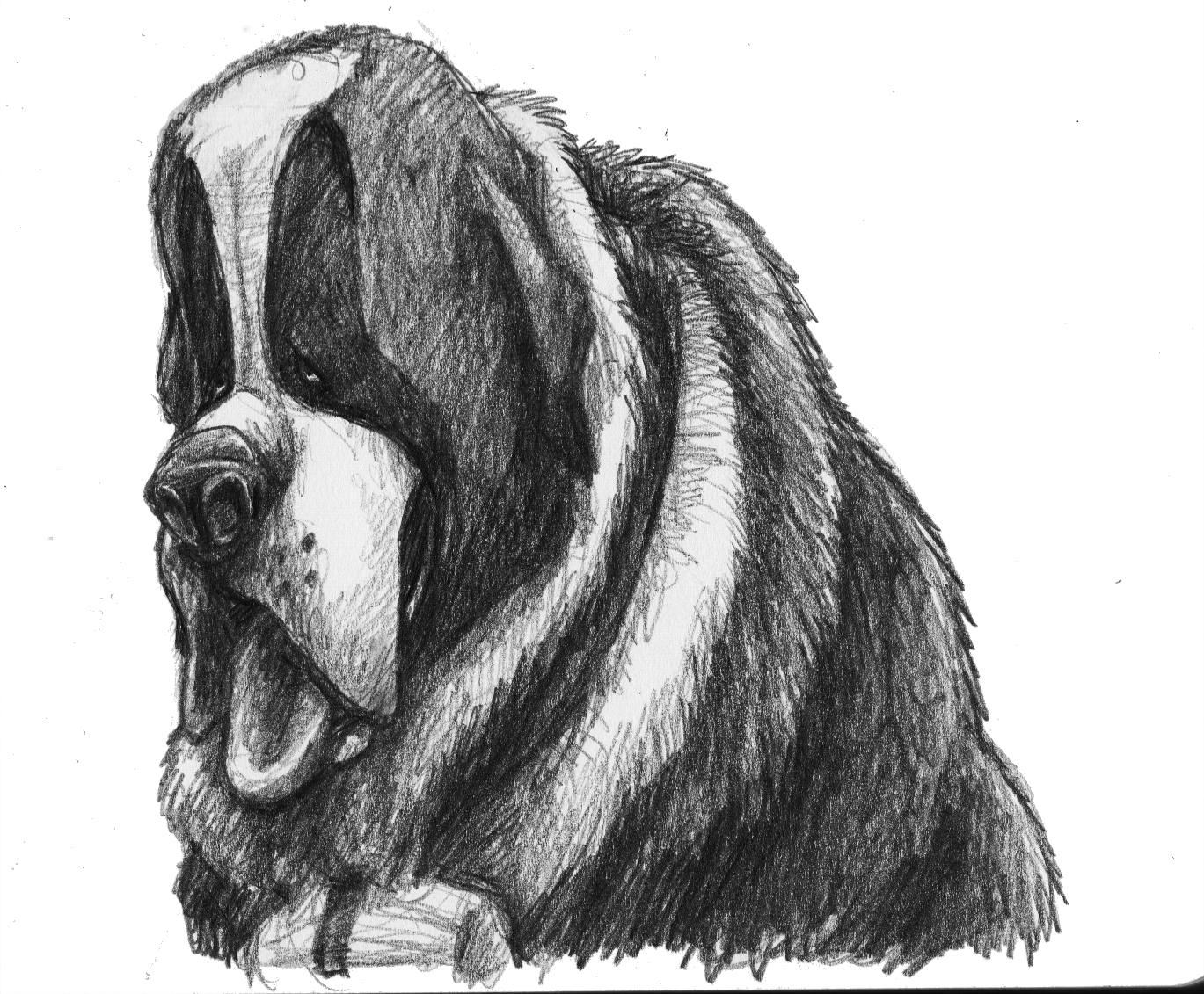 1369x1131 Has Anyone Seen My Glasses St. Bernard Sketches - St Bernard Sketch