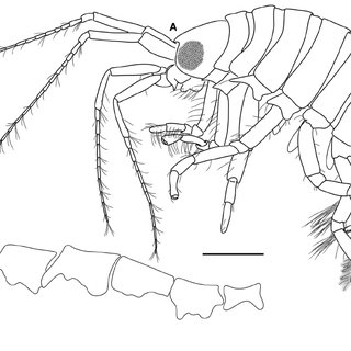 320x320 Polycheria Josephensis Sp. N. (St. Joseph Bay, Florida) A Whole - St Joseph Sketch