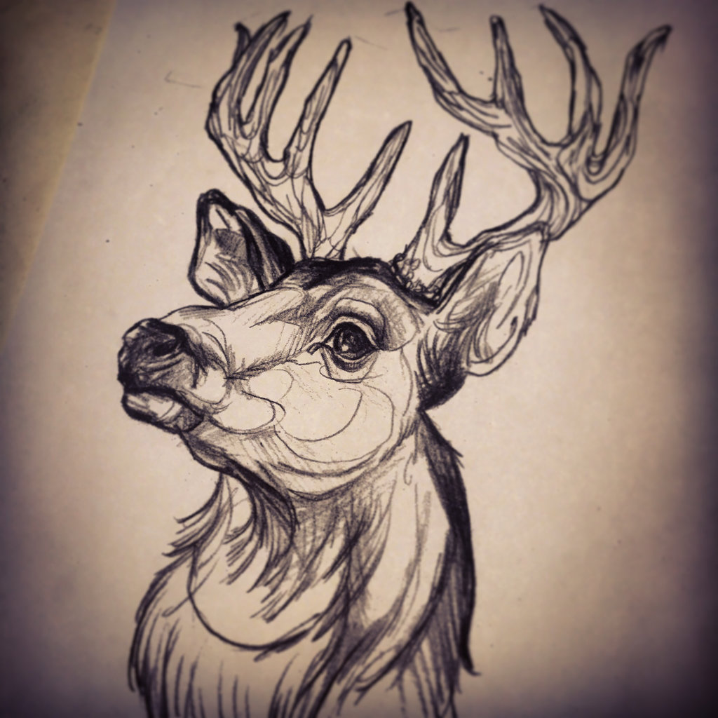 1024x1024 Deer Head By Dicknosetengu - Stag Head Sketch