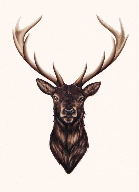 474x656 Stag Sketching, Charcoal, Pencil Etc Tattoos, Deer - Stag Head Sketch