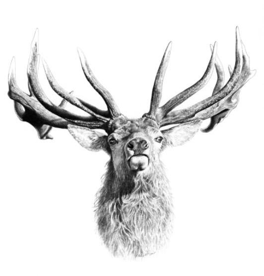 532x556 Stag Head Game Gear Nz - Stag Head Sketch