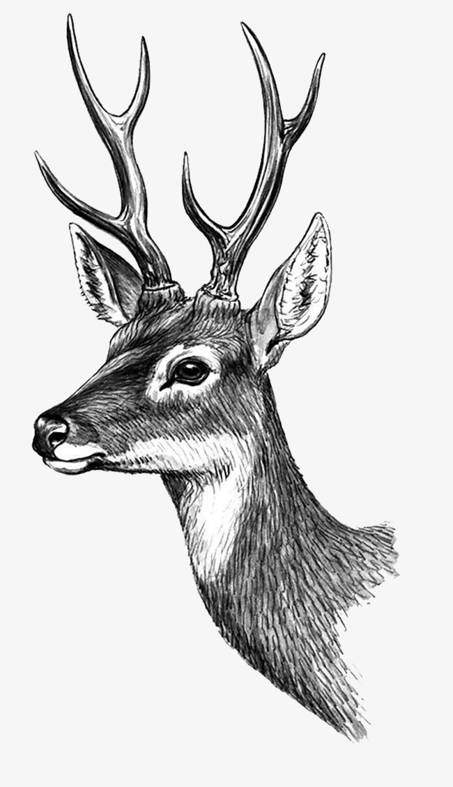 650x1129 Deer Head Png, Vectors, Psd, And Clipart For Free Download Pngtree - Stag Head Sketch