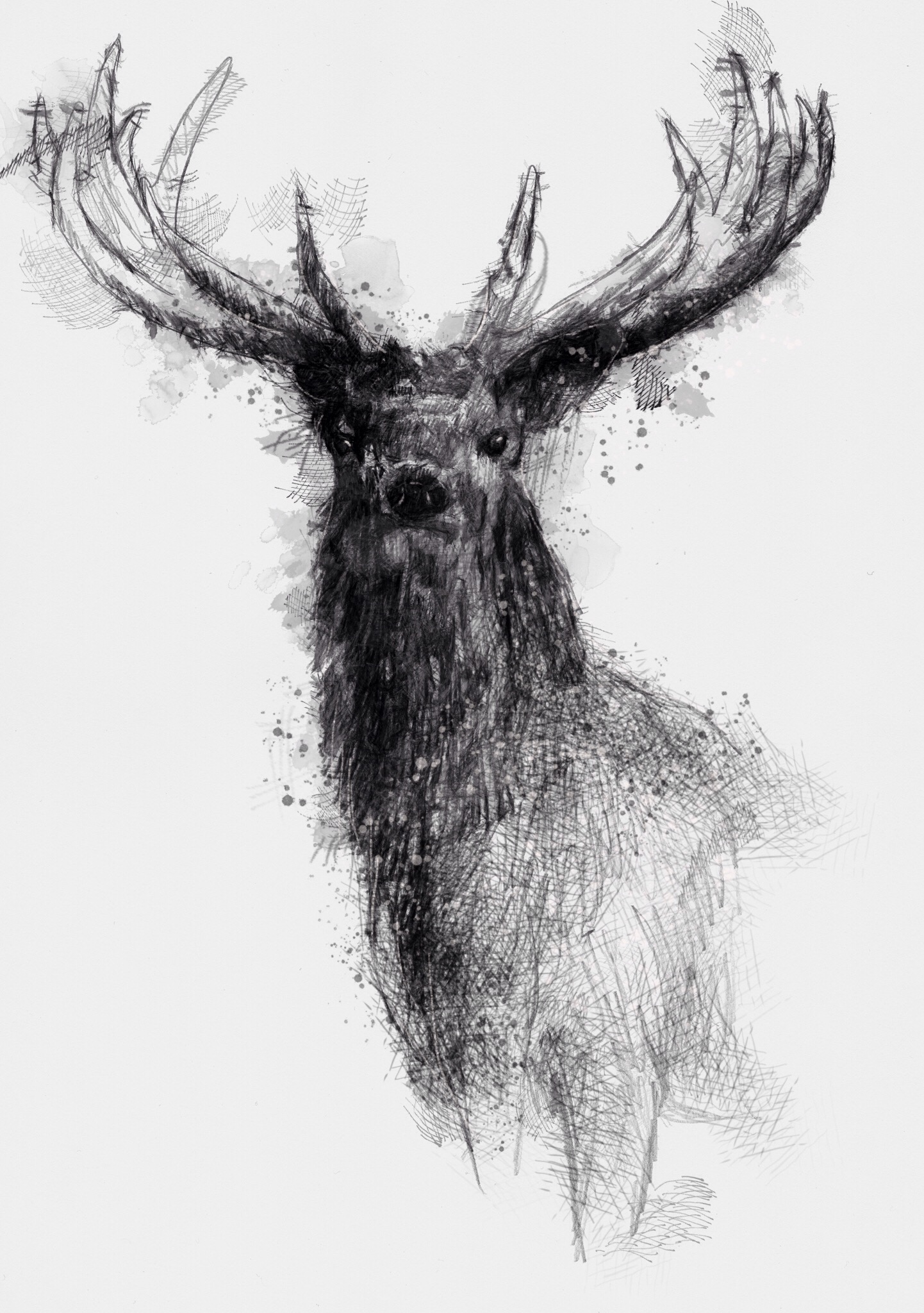 1442x2048 Red Stag - Stag Sketch