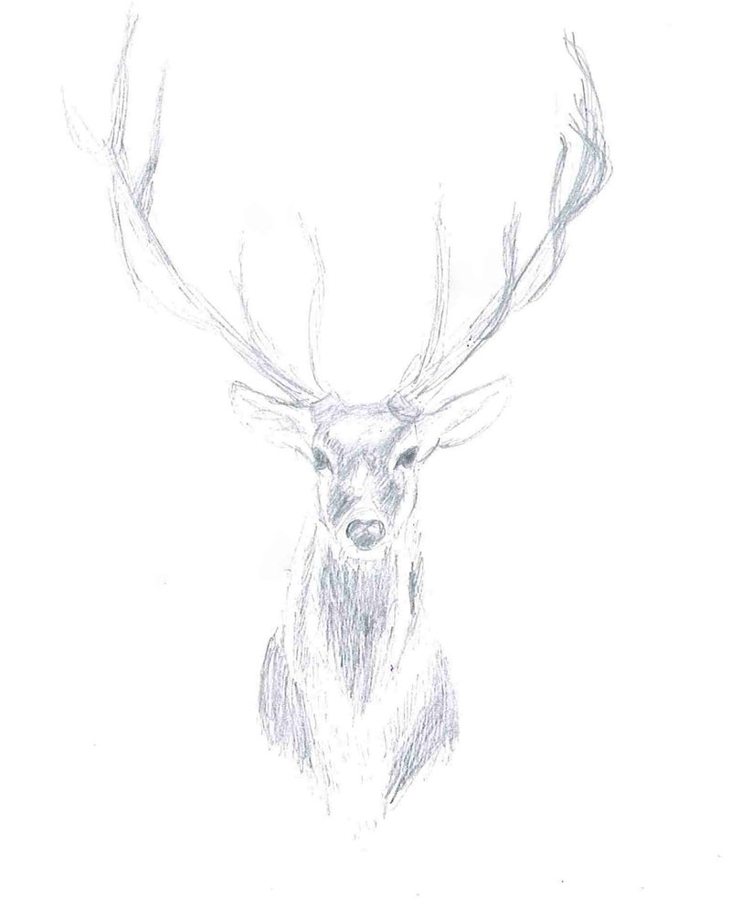 800x983 Stag (Sketch) By Wholivesinfantasy - Stag Sketch