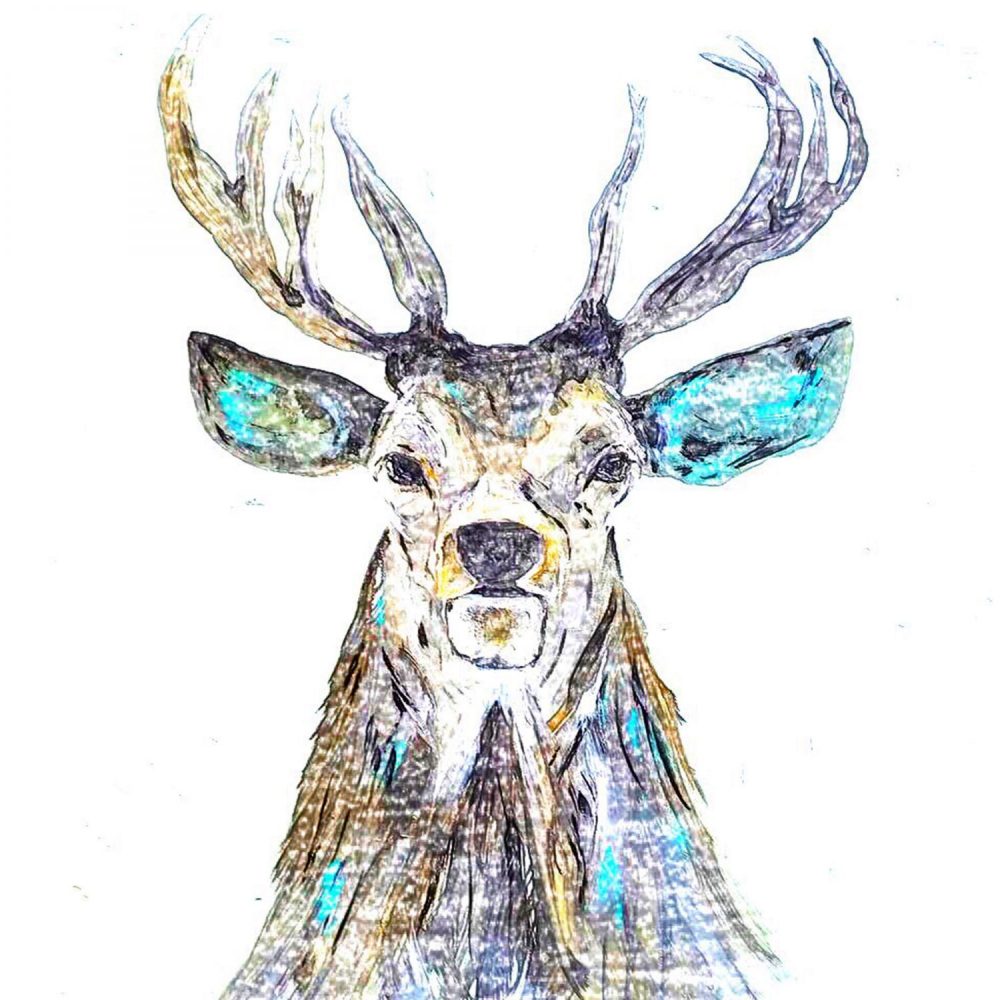 1000x1000 Stag Colourful Sketch Card - Stag Sketch