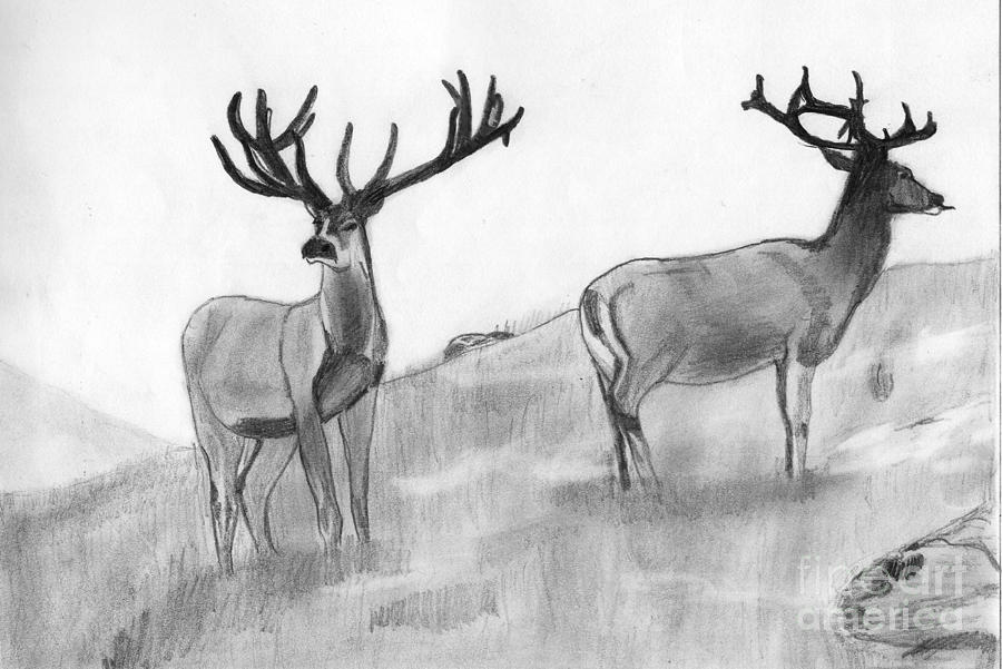 900x601 Stag Drawing By Shashi Kumar - Stag Sketch