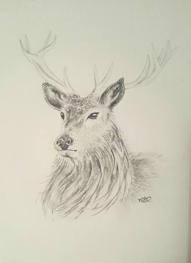 375x516 Stag Drawing By Tom Westwood Saatchi Art - Stag Sketch