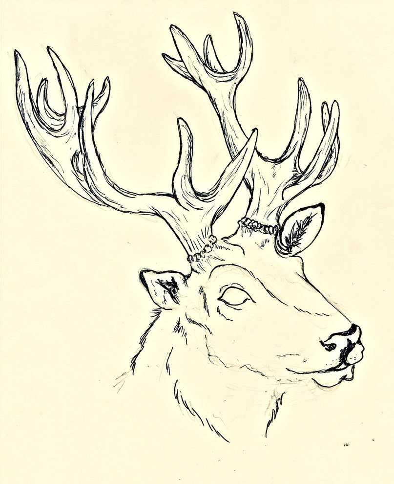 807x990 Stag Sketch By Blackice Wolf - Stag Sketch