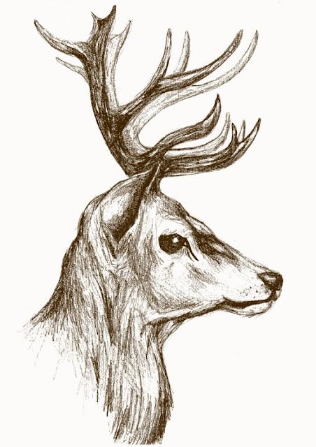 452x640 Stag Sketch By Louise Taylor, 2012. Art Sketches - Stag Sketch