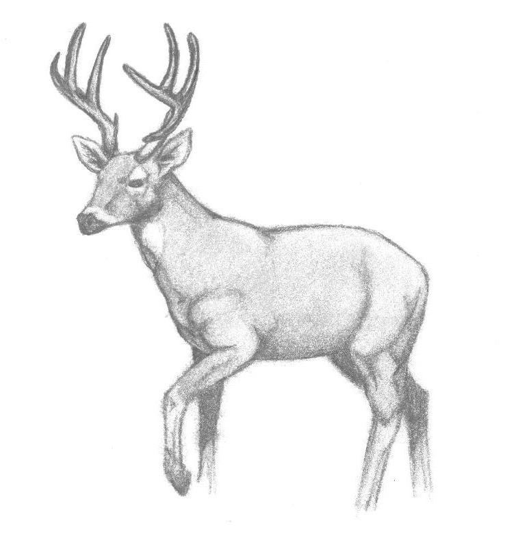 738x783 Stag By Twopinkelephants - Stag Sketch