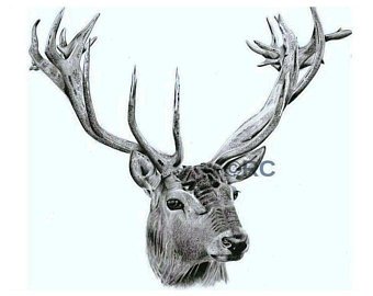 340x270 Stag Drawing Etsy - Stag Sketch