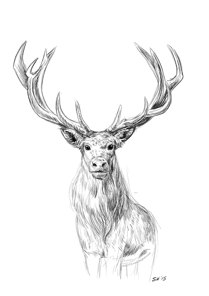 848x1200 Stag Stuart Hogton - Stag Sketch