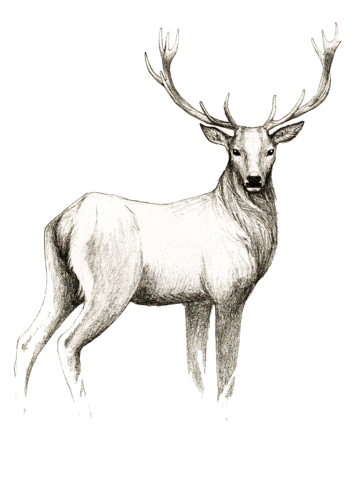 1240x1754 Stag Horn - Stag Sketch