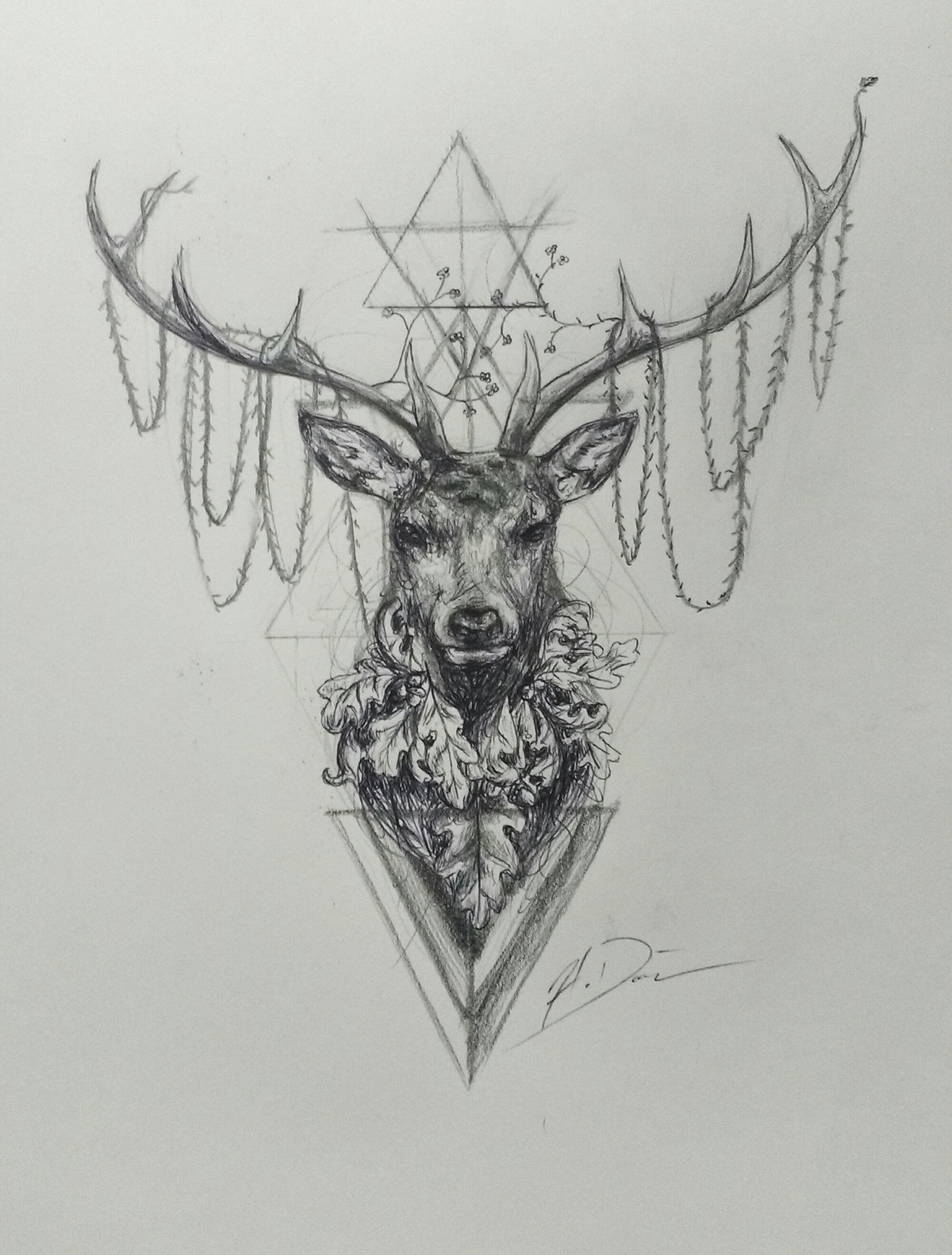 2000x2636 Stag The Zoologists Sketchbook - Stag Sketch
