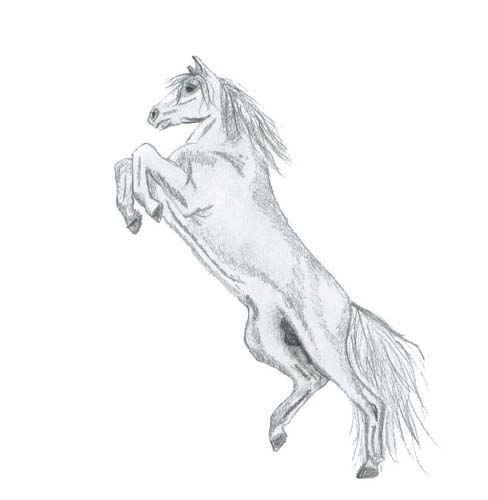 488x500 Rearing Stallion, Sketch By Ijunei - Stallion Sketch